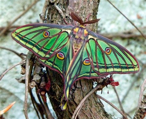 El Último Baile de las Mariposas Nocturnas Una melodía atmosférica que te lleva a través de un viaje onírico y melancólico