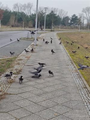 鐘ヶ淵 住みたくない なぜかカラスが多すぎる